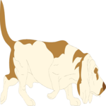 Basset Hound 2