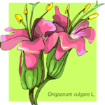 Origaanum Vulgare L Clip Art