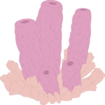 Coral 18 Clip Art