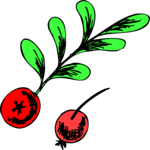 Radishes 5 Clip Art