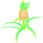 Pineapple 13 Clip Art