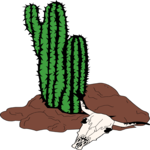 Cactus 41
