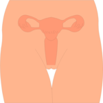 Reproductive - Female 1