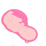 Fetus 2 Clip Art