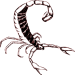 Scorpion 4 Clip Art