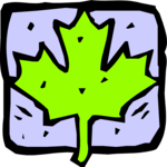 Maple Leaf 4
