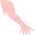 Arm - Right Clip Art