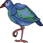 Takahe Clip Art