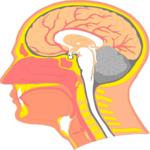 Head - Cross Section 1