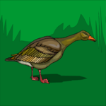 Duck 30 Clip Art