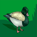 Duck 34 Clip Art