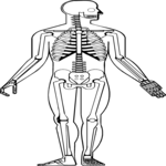 Skeleton 05