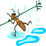 Ant Running Through Rain
