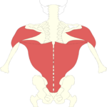 Musculature - Back 2