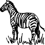Zebra 06
