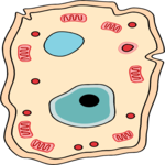 Biology - Animal Cell