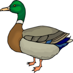 Duck - Mallard 1 Clip Art