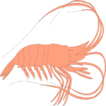 Shrimp 3 Clip Art