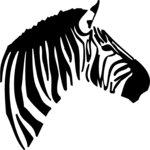 Zebra 02
