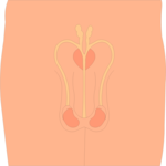 Reproductive - Male 1