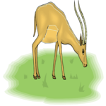 Antelope 11