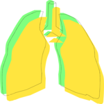 Lungs 2