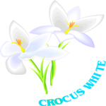 Crocus White Clip Art