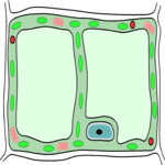 Biology - Plant Cell
