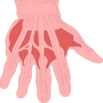 Musculature - Hand 1