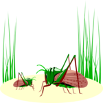 Grasshoppers Clip Art