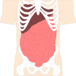 Internal Organs 4 Clip Art