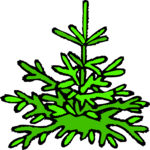 Tree 147 Clip Art