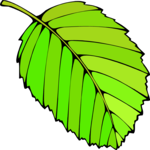 Leaf 101 Clip Art