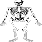 Skeleton 02