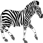 Zebra 04