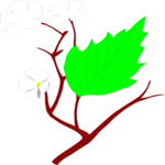 Hawthorn Clip Art