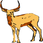 Antelope 12