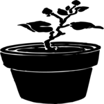 Plant - Potted