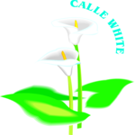 Calle White Clip Art