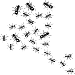 Beetles Clip Art