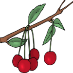 Cherries 37 Clip Art
