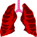 Lungs & Trachea 1