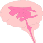 Brain - Lateral View