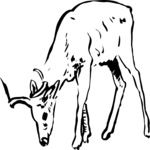 Antelope 15
