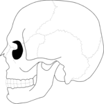 Skull 03