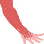 Musculature - Forearm 2