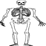 Skeleton 06