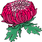 Chrysanthemum 3