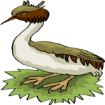 Grebe 1 Clip Art