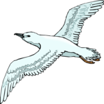 Seagull 19 Clip Art